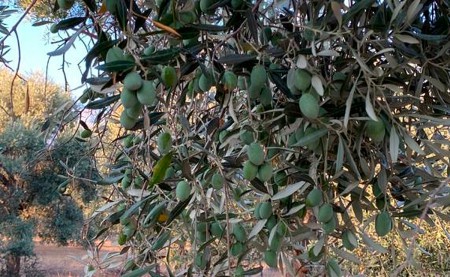 Zeytinyağı ve Kozmetik Kullanım Alanları